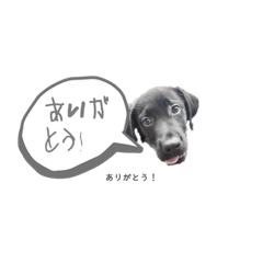 くろらぶスタンプ