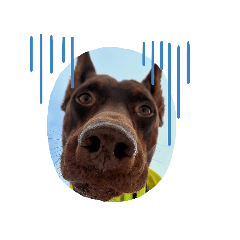 crazy dog_20230513165737