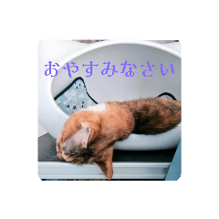 猫ぞーと愉快な仲間たち