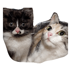 ねこのむぎとおはぎ２.