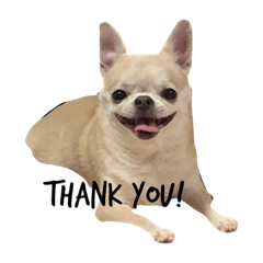 マロン龍王丸さくらちゃん♡