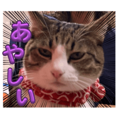 猫犬シグネチャー3