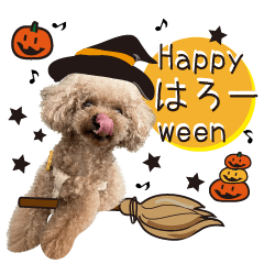 かわいい・わんこ㉓トイプーの日常