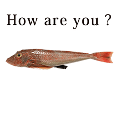お魚　ホウボウ　英語　English
