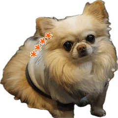 チワワのみるくだよ。