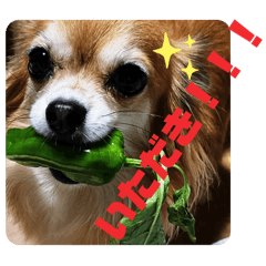 いただきチワワ、エルちゃんです？2