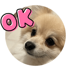 ポメラニアンのイレ