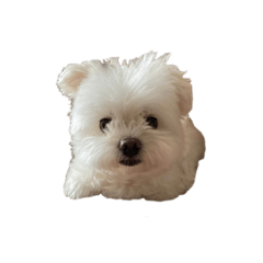 イヌセントワールド