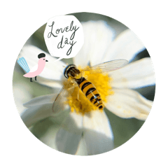 壁七の昆虫図鑑2