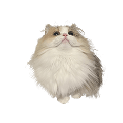 もふもふほたちゃん