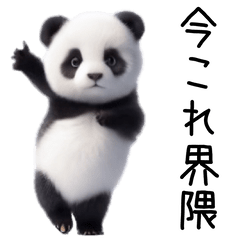 踊る！今これパンダ