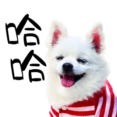 ポメラニアンMOMOの日常スタンプ