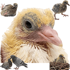 鳩の赤ちゃん　実写