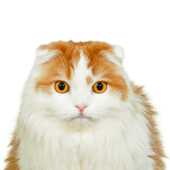 ラテちゃんの可愛いスタンプです！！