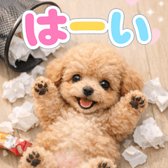 とびだす★邪魔するトイプードル★トイプー