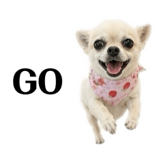 いちごバンダナのバンビちゃん