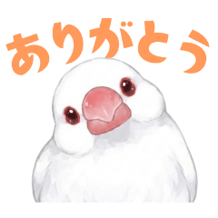 文鳥【白】