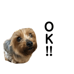 うちのヨーキーちゃん2