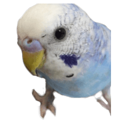 うちの子 写真スタンプ（インコさん）１