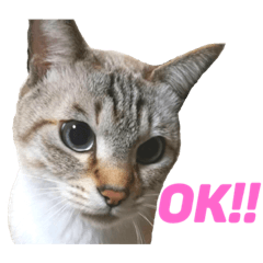 ぼく、はるさめ！