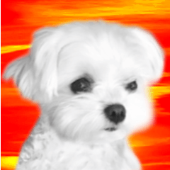 続・夜明けのマルチーズ （写真）