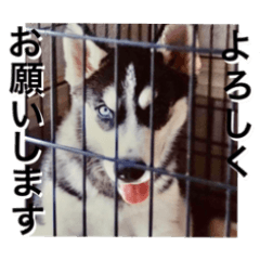 下田さんちのはなこスタンプ