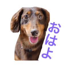 おしゃべりダックス 1