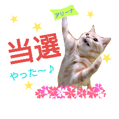 猫のあんず。コンサート編