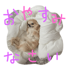 ロングコートチワワももちゃん