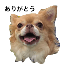 チワワのあーちゃん