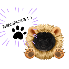 トイプードル　シエル2