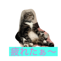 ニャンとなく…