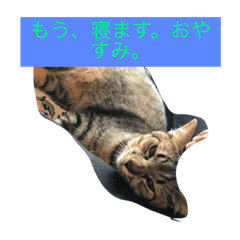 おやすみコトラ