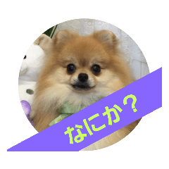 ポメラニアンのちゃちゃ