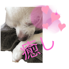 チワワのチェリースタンプ２０２１　6