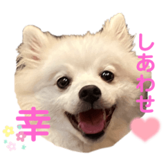 まっしろほわほわスピッツのPさん