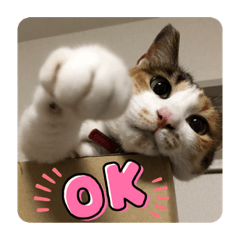 三毛猫ミーシャ／あいさつ編