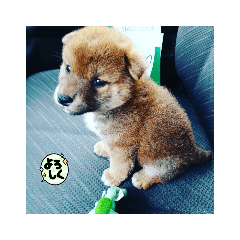 ブッチ ブッチ ブッチ