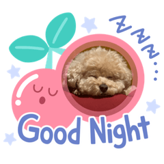 マルプーのきぃくん