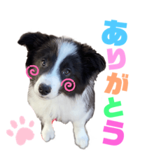 ボーダーコリー『アル』