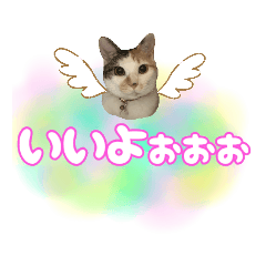 三毛猫おもちとおはぎとおこげ★
