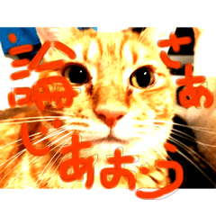 あかまるしらた③