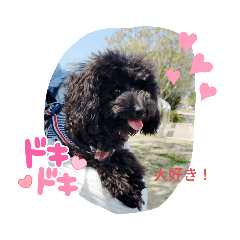 トイプードル   ブラック