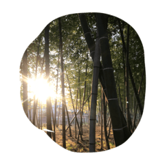 生きとし生けるもの