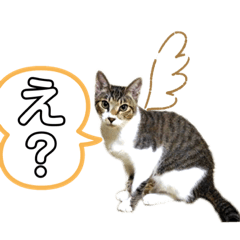 動物すきかぁ〜