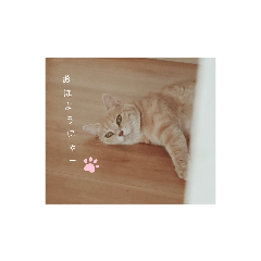 ねこマンちゃんスタンプ