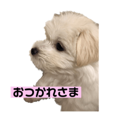 食いしん坊ももこ©️プリティはらまき