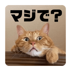 うちのねこよんひき