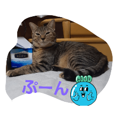 なんやかんやで家のネこ