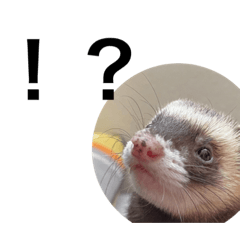 フェレットのポー